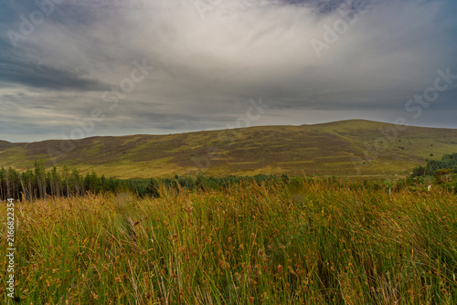 Golden grasses sway gently in open field