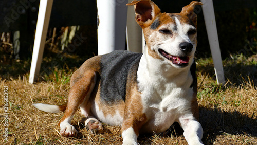Happy Jack Russell Terrier Cross Dog Relaxing Outdoors in Sunlight