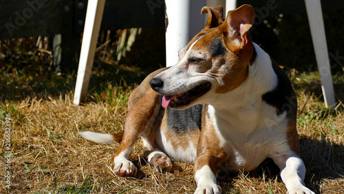 Happy Jack Russell Terrier Cross Dog Relaxing Outdoors in Sunlight