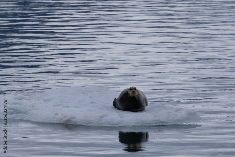 Fototapeta premium Bearded seal