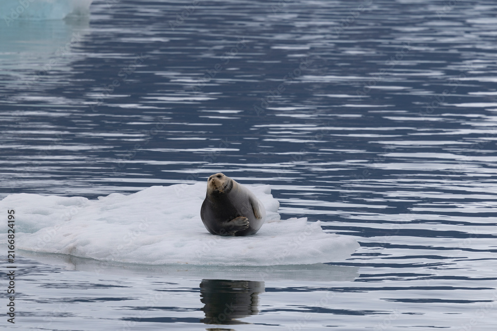 Fototapeta premium Bearded seal