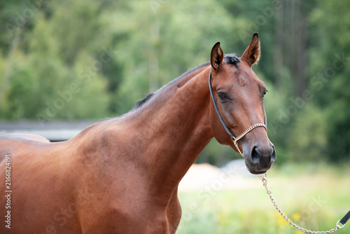 Quadro su tela beautiful young bay stallion of sportive TRakehner breed posing at outdoor manege at cloudy day
