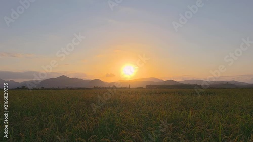 A sunset over a golden Bomba rice field. The sun dips behind the mountain range in Marjal de Pego Oliva Natural Park. The sky turns orange as daylight fades.