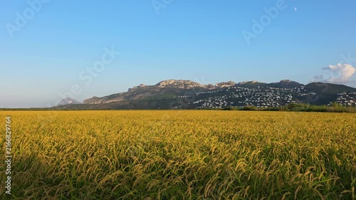The sun sets over a golden Bomba rice field in Marjal de Pego Oliva Natural Park. The Segaria mountain ridge can be seen in the background as the harvest takes place.