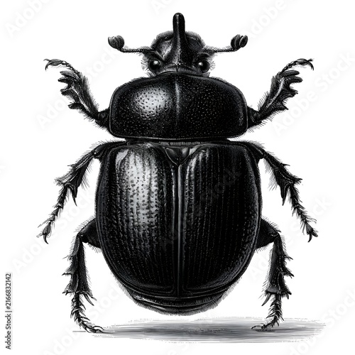 Detailed black and white illustration of a rhinoceros beetle with textured body and sharp legs