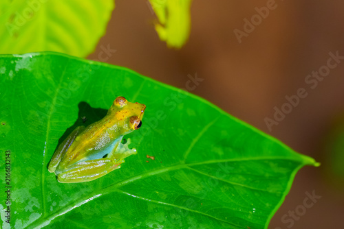 Fotografie Small Green Frog Resting on Tropical Leaf