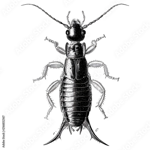 Detailed black and white illustration of an earwig insect from above, isolated on a white background