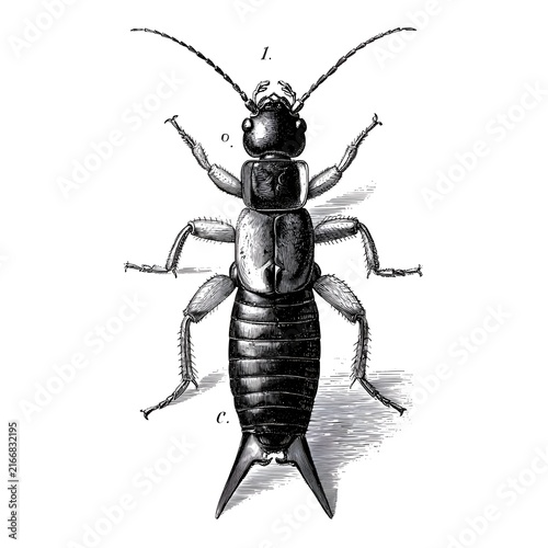 Vintage illustration of an earwig insect with detailed anatomical features on a white background