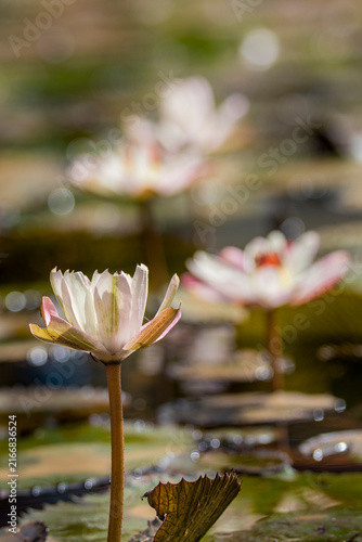 This Is a Beautiful Brazilian Lake With Lotus Flower