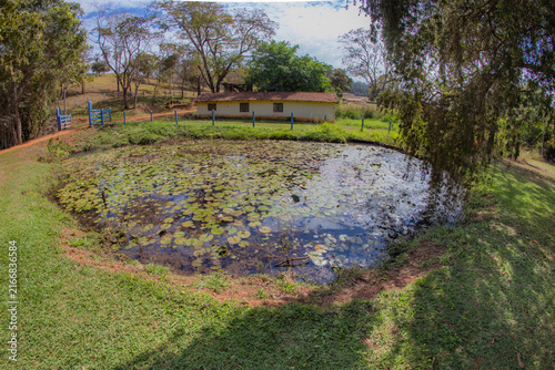 This Is a Beautiful Brazilian Lake With Lotus Flower
