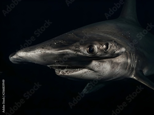 Hammerhead Shark Head Portrait Black Background