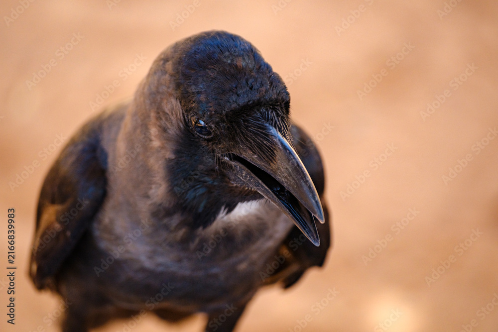 Obraz premium Close-up front view of a curious black crow looking directly into the camera