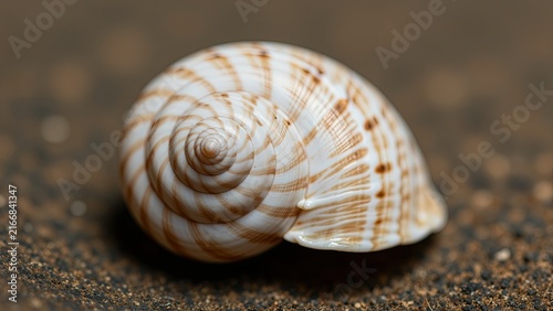 Close-up of a polished seashell with brown and white spiral pattern on sandy surface, natural ocean theme, decorative object, marine life, outdoor setting