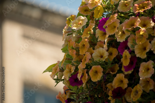 Colorful Summer Petunias With Soft Urban Background and Copy Space