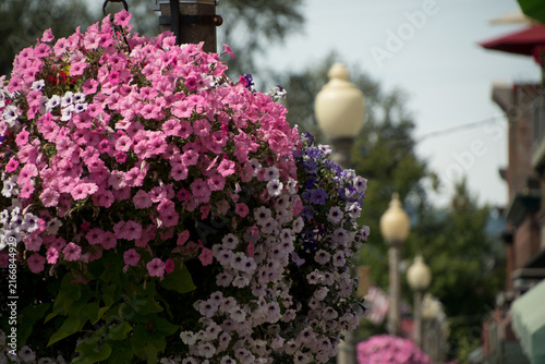 Colorful Hanging Flowers Along a Small Town Main Street in Summer