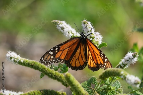 Foto The monarch butterfly or simply monarch (Danaus plexippus) is a milkweed butterfly (subfamily Danainae) in the family Nymphalidae
