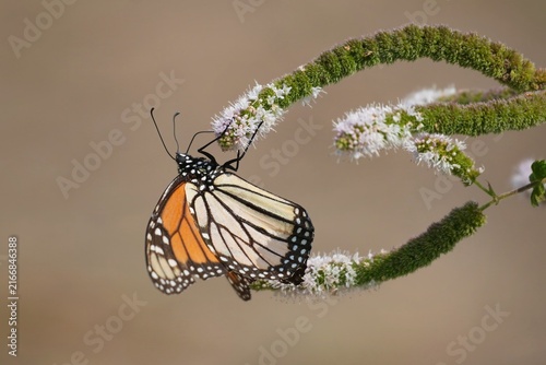 Foto The monarch butterfly or simply monarch (Danaus plexippus) is a milkweed butterfly (subfamily Danainae) in the family Nymphalidae