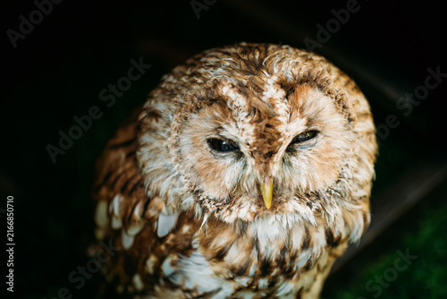 Quadro su tela The small tawny owl