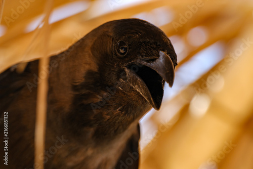 Fotografie Curious black crow with an open beak looking up and vocalizing in natural habita