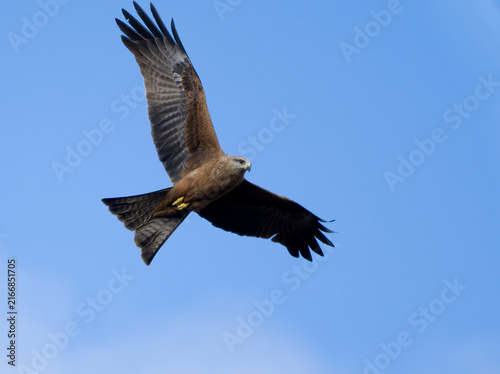 Cuadro en lienzo Black Kite Rothwell