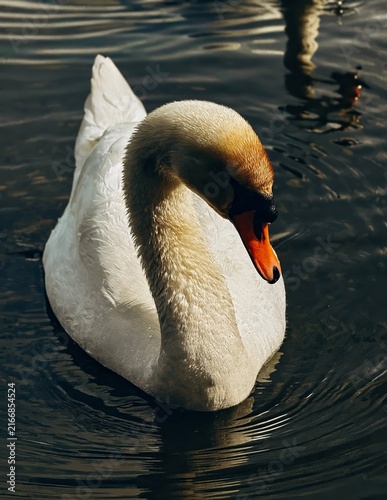 Fotografie Close up view of a graceful white mute swan swimming on dark calm water surface