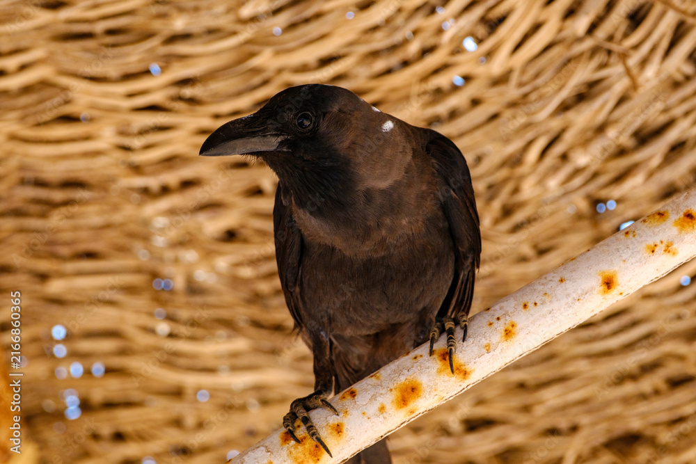 Naklejka premium Black crow perched on a rustic metal rod with a woven background