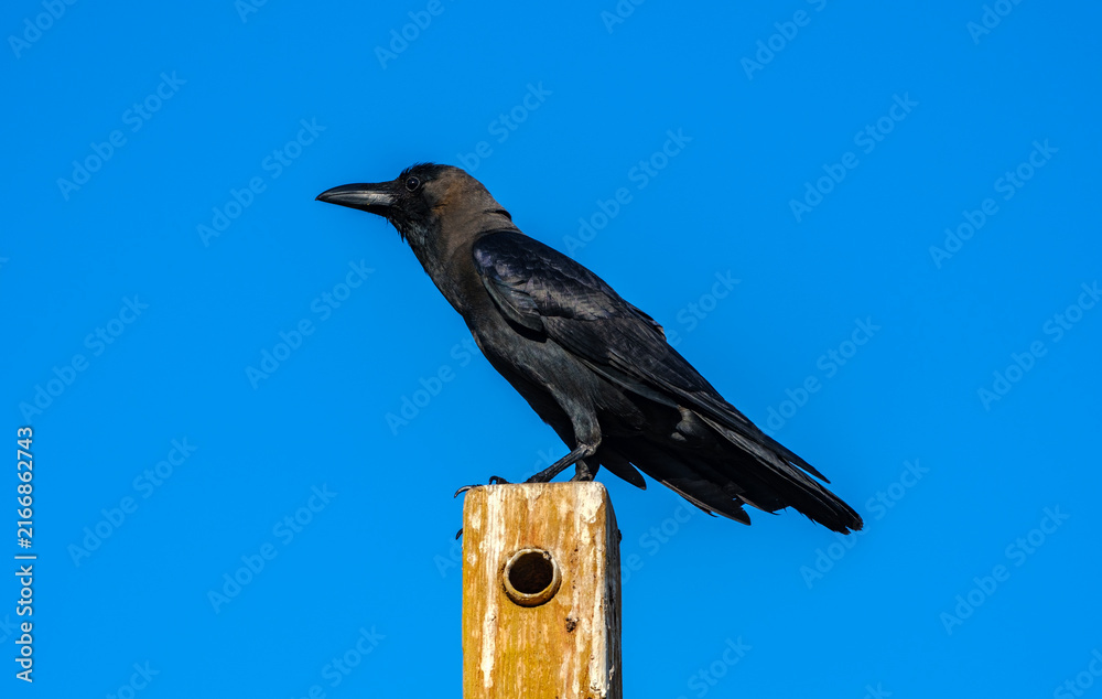 Naklejka premium Black crow perched on a wooden post against a clear blue sky background