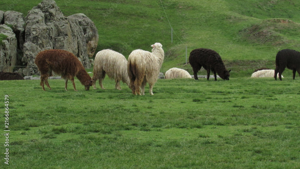 Fototapeta premium animal andino del Perú cusco