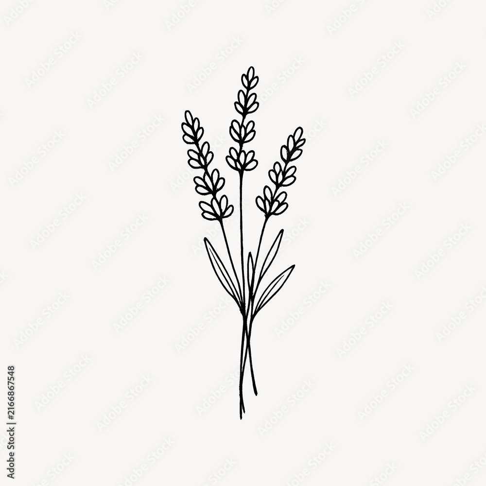 Fototapeta premium Minimalist line drawing of lavender sprigs on a plain background.