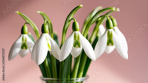 White snowdrop flowers in glass vase on pink