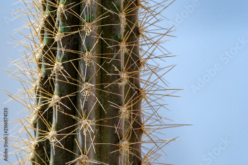 Fotografie Close-up of vertical cactus stem with sharp thorns against a soft background