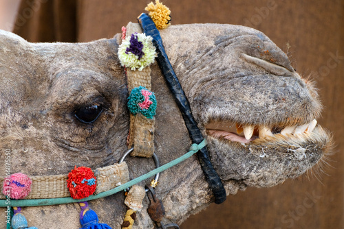 Canvastavla Close up of a smiling camel head wearing colorful traditional decorative halter