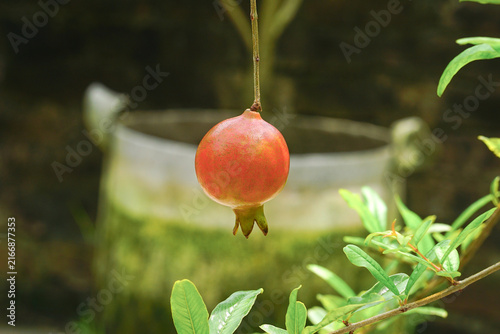 Pomegranate fruit hanging on tree