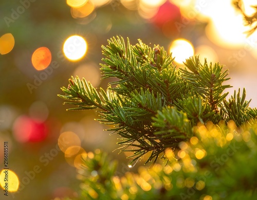 Pine branch with colorful holiday bokeh lights.