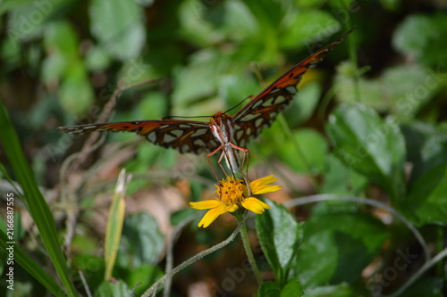 Florida Wildlife Gulf Fritillary butterfly face