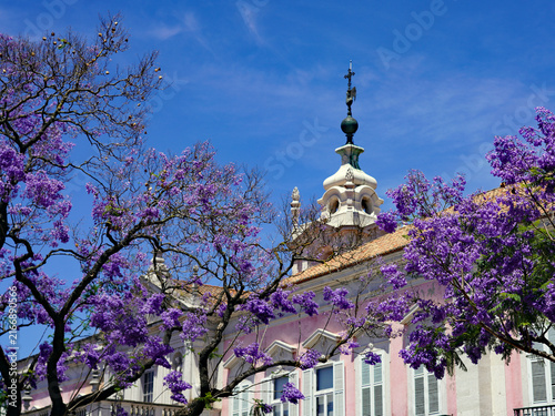 Fotografie Purple jacaranda trees in full bloom frame the ornate rooftop spire and pink fac
