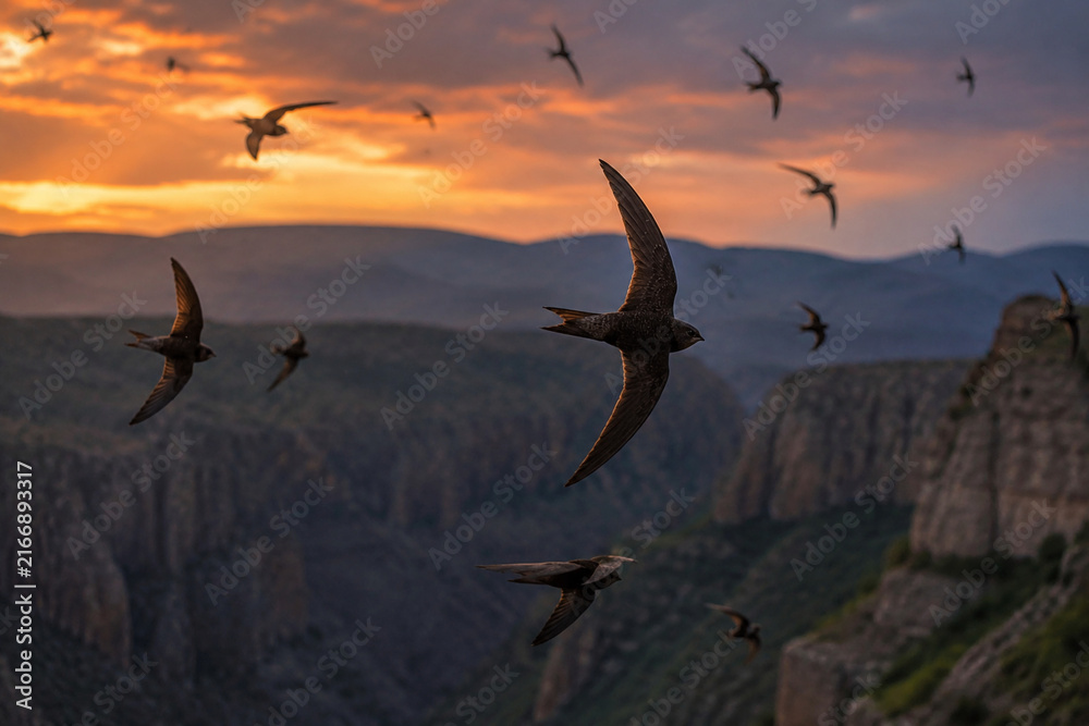 Naklejka premium A flock of swifts soaring and diving in fluid arcs over a canyon at dusk.