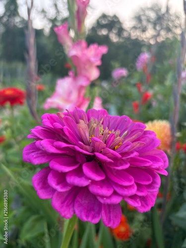 pink dahlia flower