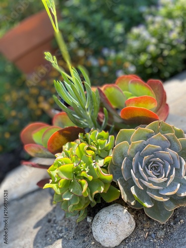 flower in garden