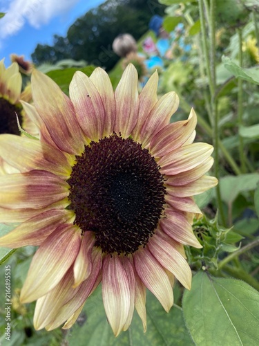 sunflower and bee