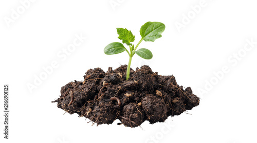 Young green seedling growing from dark fertile soil, small plant sprout in rich earth, organic gardening and agriculture concept isolated PNG with Transparent Background