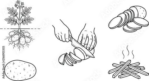 Potato vector illustration set showing growth plant whole tuber hands slicing with knife fresh slices and hot French fries isolated on white background