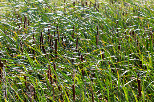 Tall Reeds in Wetland Natural Background