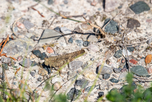 Grasshopper Resting on Rock in Natural Habitat