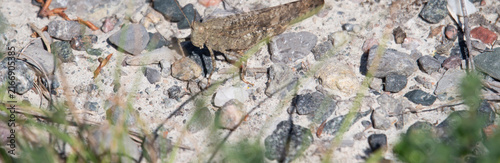 Grasshopper Resting on Rock in Natural Habitat