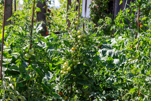 Indeterminate Tomato Plants Growing in a Homestead Garden
