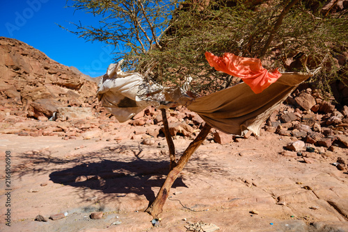 Canvastavla Desert tree decorated with colorful fabrics in an arid rocky canyon landscape