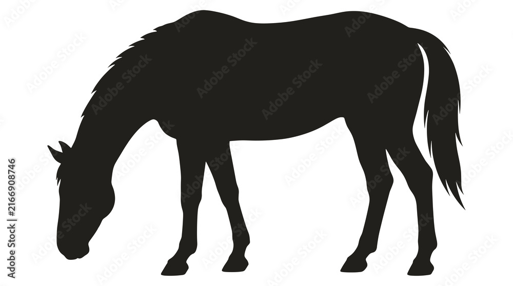 Obraz premium Black silhouette of a grazing horse with head lowered in profile for farm branding or western logo
