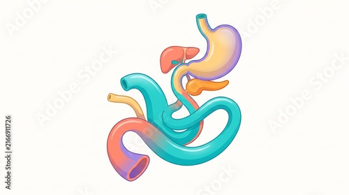 Human digestive system anatomical illustration showing stomach pancreas and intestines with human anatomy gastrointestinal tract internal organs medical illustration body system pancreas