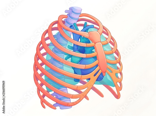 Medical 3D illustration showing human rib cage and heart anatomy with chest bones 3D rendering health science cardiovascular system thoracic cavity bone structure human body internal organs